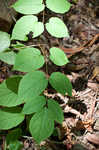 American spikenard